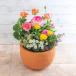  день соотношение . цветок . официальный цветок горшок подарок .. горшок сезон. ....[ натуральный сад grande ] день рождения цветок память день празднование рождения брак память день брак праздник .. работа праздник . новое здание праздник .