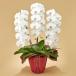  день соотношение . цветок . официальный цветок горшок подарок [. бабочка орхидея ( белый )3шт.@..] день рождения праздник открытие праздник . новое здание праздник . бесплатная доставка цветок подарок 