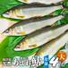 2026 год Gifu натуральный форель ... ... форель большой размер 4 хвост (19cm и больше ) натуральный айю форель . рыбалка наличие рефрижератор Gifu префектура . рисовое поле эксперт .. барбекю река 