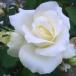 [ вода . сельское хозяйство .] роза рассада 2 год большой АО рассада белый симфония большой колесо 4 номер горшок .... начинающий . рекомендация 