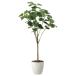  искусственная зелень фотокаталитический свет. приятный .fi rental umbellata 1.7m человеческий труд декоративное растение 