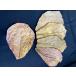  Okinawa префектура производство нет пестициды Magic leaf (1 пакет :5 листов ввод )