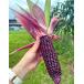  red corn Yamato rouge agriculture house direct sale ..6ps.@ sweet corn line row. is possible agriculture house direct sale shop Okayama .... agriculture . free shipping AKA_6