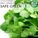  кориандр 50g пестициды * химия удобрение не использование Chiba производство SAFE GREEN засвидетельствование safe зеленый засвидетельствование овощи 