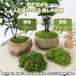  поддельный Moss человеческий труд мох DIY террариум 2 цвет 100g