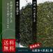  японский чай комплект .. шар зеленый чай +. река глубокий .. чай каждый 100g(200g) почтовая доставка бесплатная доставка 