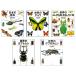  now forest light . world. insect art gallery 5 pcs. set 