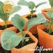  цветная капуста orange букет овощи рассада 6 pot комплект 3 номер pot цветок Bloom. рассада [ рассада orange цветная капуста огород веранда средний . сырой ]