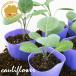  цветная капуста violet k in овощи рассада 6 pot комплект 3 номер pot цветок Bloom. рассада [ рассада фиолетовый цветная капуста огород веранда . сырой ]