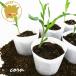  сладкий кукуруза whip кукуруза овощи рассада 6 pot комплект 3 номер pot цветок Bloom. рассада [ рассада овощи рассада огород кукуруза кукуруза. рассада кукуруза. рассада белый ]