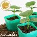  огурец лето ... овощи рассада 12 pot комплект 3 номер pot цветок Bloom. рассада [ огурец .. огурец рассада овощи рассада огород огурец. рассада ]