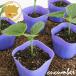 4 лист серия огурец колокольчик . 4 лист овощи рассада 12 pot комплект 3 номер pot цветок Bloom. рассада [ огурец .. огурец рассада овощи рассада огород огурец. рассада маленький длинный ]