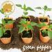  зеленый перец новый Ace овощи рассада 6 pot комплект 3 номер pot цветок Bloom. рассада [ зеленый перец паприка красный острый перец приправа перец рассада овощи рассада зеленый перец. рассада огород ]
