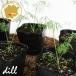  трава укроп (i non do) трава рассада 6 pot комплект 3 номер pot цветок Bloom. рассада [dill овощи рассада укроп. рассада огород веранда кухня ]