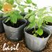  трава базилик ever leaf juno ve-ze трава рассада 6 pot комплект 3 номер pot цветок Bloom. рассада [ базилик Италия рассада овощи рассада базилик. рассада огород ]