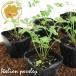  трава итальянская петрушка трава рассада 12 pot комплект 3 номер pot цветок Bloom. рассада [parsley овощи рассада петрушка. рассада огород веранда кухня pa потертость la-]