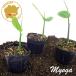 myouga трава рассада 3 pot комплект 3 номер pot цветок Bloom. рассада [ трава Япония рассада овощи рассада myouga. рассада . груз веранда огород ]