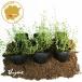  трава время трава рассада 6 pot комплект 3 номер pot цветок Bloom. рассада [ время. рассада Италия итальянский рассада овощи огород веранда thyme]