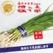 赤タマネギ 猩々赤 中晩生 野菜苗 50本 岡山県産 たまねぎ苗 フラワーブルームの苗 【苗 タマネギ 玉ねぎ 玉葱 たまねぎ苗 玉ねぎ苗 red 中晩生】