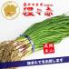 赤タマネギ 猩々赤 中晩生 野菜苗 100本 岡山県産 たまねぎ苗 フラワーブルームの苗 【苗 タマネギ 玉ねぎ 玉葱 たまねぎ苗 玉ねぎ苗 red 中晩生】