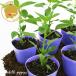 tougalasi десять тысяч . храм tougalasi овощи рассада 6 pot комплект 3 номер pot цветок Bloom. рассада [ красный острый перец зеленый перец шишито десять тысяч . храм Kyoto приправа перец рассада огород веранда ]