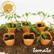  большой шар помидор Saturn овощи рассада 6 pot комплект 3 номер pot цветок Bloom. рассада [... рассада овощи рассада огород веранда помидор. рассада Saturn большой шар ]