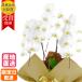 �Ӓ��� ��� 3�{�� 18�ֈȏ� �� �v���[���g �M�t�g ���蕨 �y �h�V�̓� �c�� �c�� �z