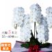 �Ӓ��� ��� 5�{�� 55~60�ֈȏ� 4L �n�C�O���[�h �� �v���[���g �M�t�g ���蕨 �y �h�V�̓� �c�� �c�� �z