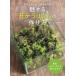 очарован мох террариум. конструкция person часть магазин .... маленький мох. лес / камень река Британия произведение (книга@)