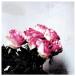 Minuano / Love Logic  CD