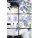  подлинный хлопок. .4 flower comics маленький komi/ хвост мыс . хорошо ( комикс )