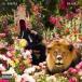 DJ Khaled DJ / Major Key ͢ CD