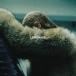 Beyonce ӥ / Lemonade (ʥ / 2 / 180ץ쥳)  LP