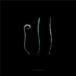 a crowd of rebellion / Ill (CD)