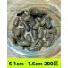 �f���r�A�@S�T�C�Y�@1cm�`1.5cm�y�Q�O�O�C�z�@���������i�N���b�N�|�X�g�j�����⏞����