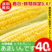 [2024 year reservation ] corn free shipping Hokkaido production ..... 40 pcs insertion . south canopy block Bright Farming Village network / maize .. yellow group 