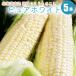 [ предварительный заказ ] чисто-белый 5шт.@ Hokkaido производство кукуруза утро .. белый кукуруза прямая поставка от производителя! свежий . кукуруза .. просо 8 месяц последняя декада примерно .. отправка предположительно 