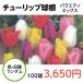 送料無料 球根 チューリップ バラエティミックス 袋詰め 100球