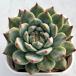  суккулентное растение ekebe задний Anna Jenny 7.5cm pot рассада 