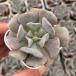  суккулентное растение ekebe задний snow Elf 7.5cm pot рассада 