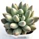  суккулентное растение ekebe задний Соломон 7.5cm pot рассада 
