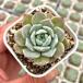  суккулентное растение ekebe задний Grace 7.5cm pot рассада 