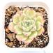  суккулентное растение ekebe задний Queen хлеб гонг 7.5cm pot рассада 