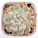  суккулентное растение ekebe задний bi Anne to7.5cm pot рассада 