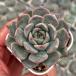  суккулентное растение ekebe задний o-do7.5cm pot рассада 
