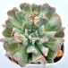  суккулентное растение ekebe задний полет подросток ( fly чай neiji) 7.5cm pot рассада 