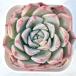  суккулентное растение ekebe задний сирень sina×hi есть naHyb 7.5cm pot рассада 