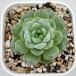  суккулентное растение ekebe задний автомобиль nze Rize 7.5cm pot рассада 