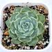  суккулентное растение ekebe задний Laguna 7.5cm pot рассада 
