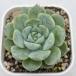  суккулентное растение ekebe задний mbai7.5cm pot рассада 